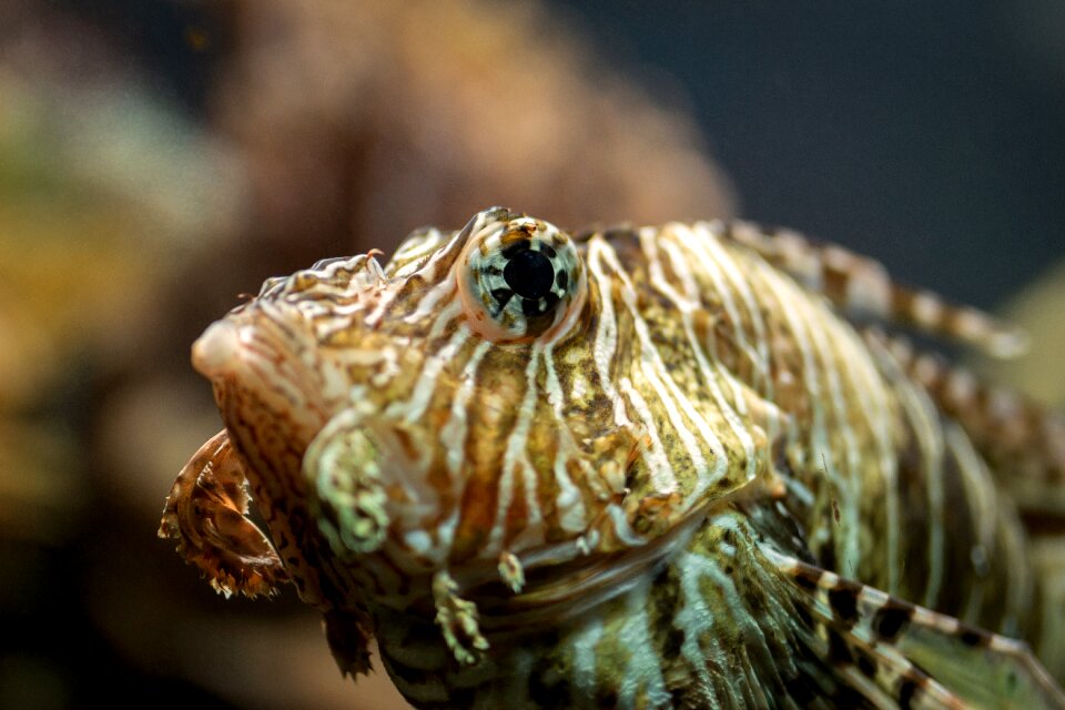 Sea creatures fisherman aquarium