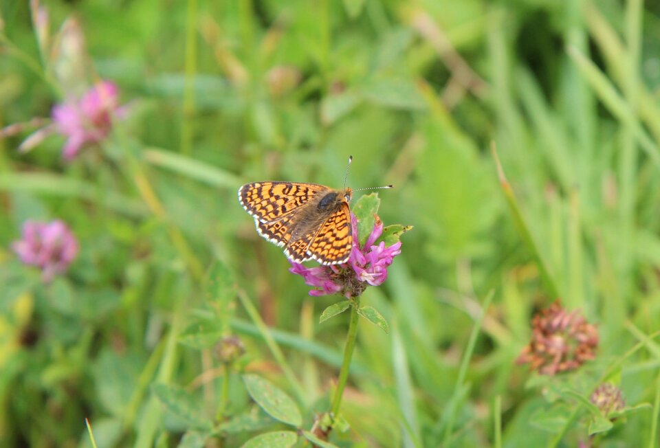Butterfly brittany insect