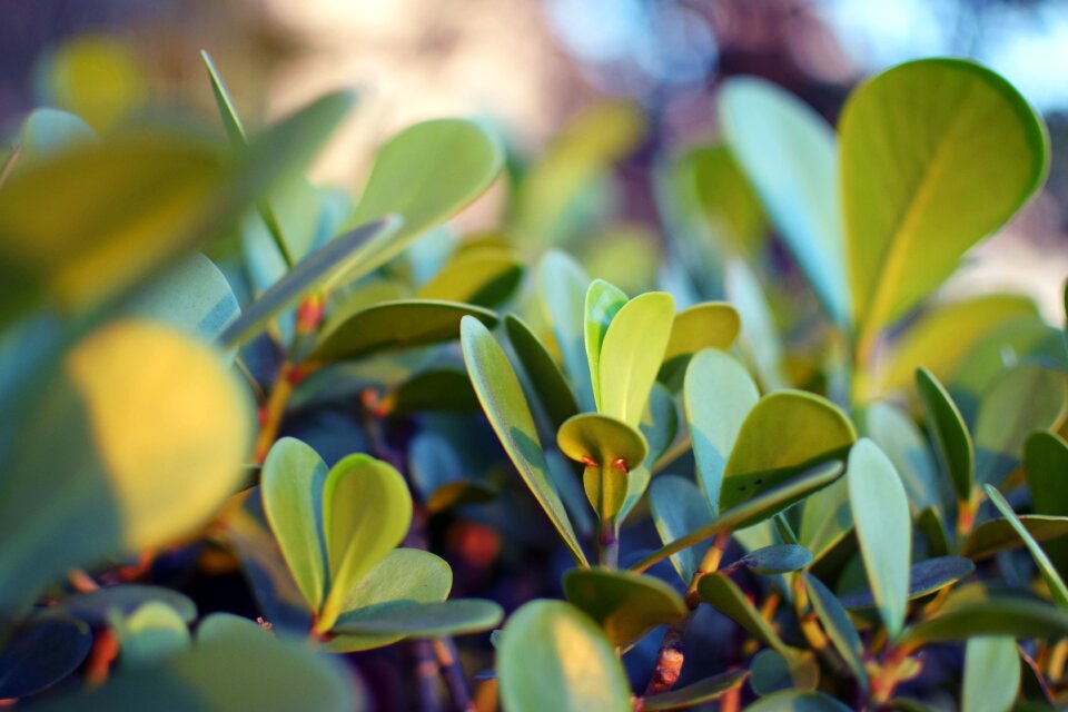 Green garden spring