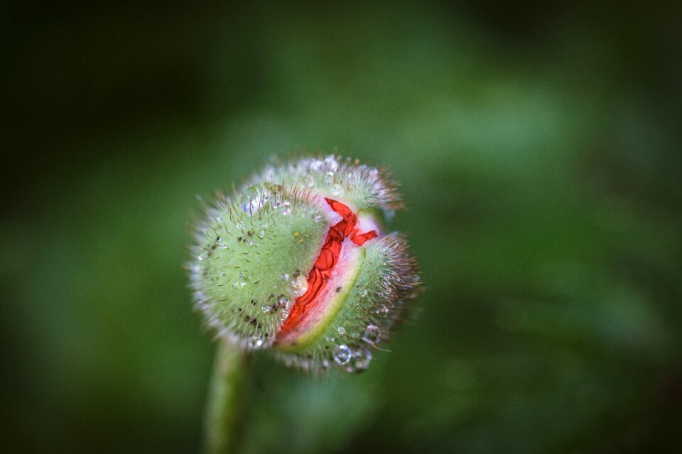 Mohngewaechs flower red poppy