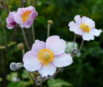 Pink flower plant gentle
