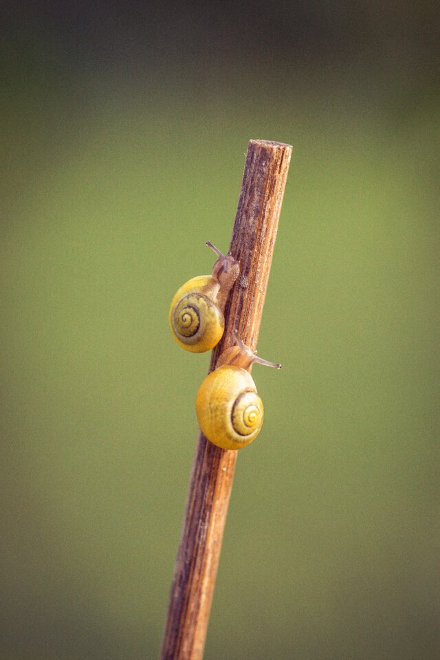 Close up garden casing