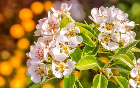 Leaf floral pear