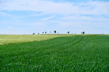 Field agriculture spring photo