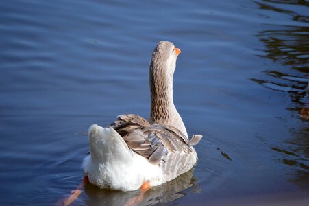 Nature bird swim photo