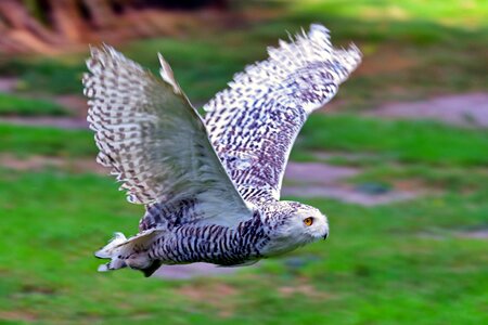 Flying owl owl raptor photo