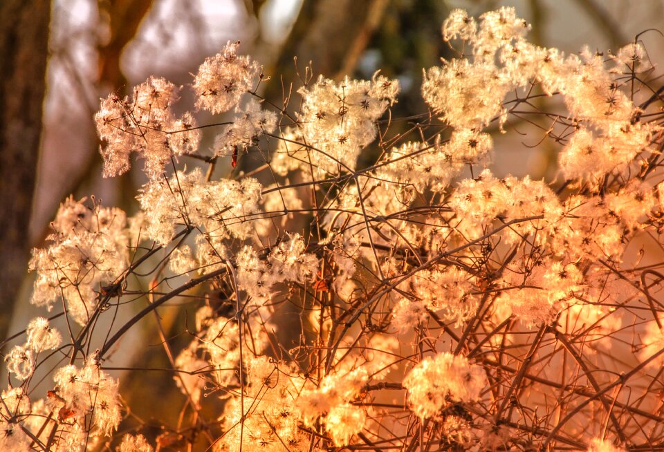 Plant bush white
