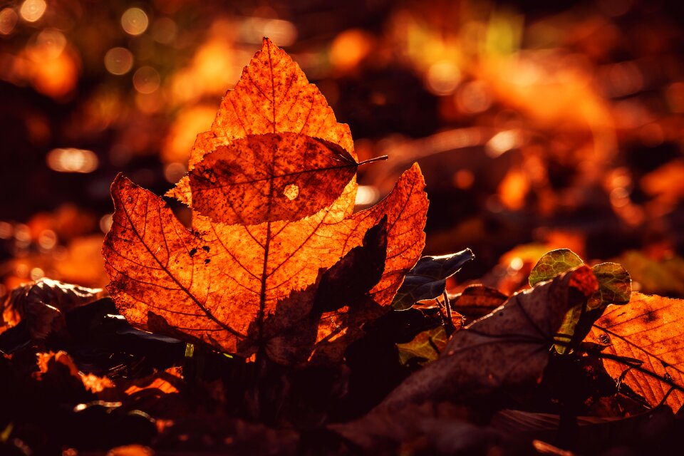 Bright orange backlighting