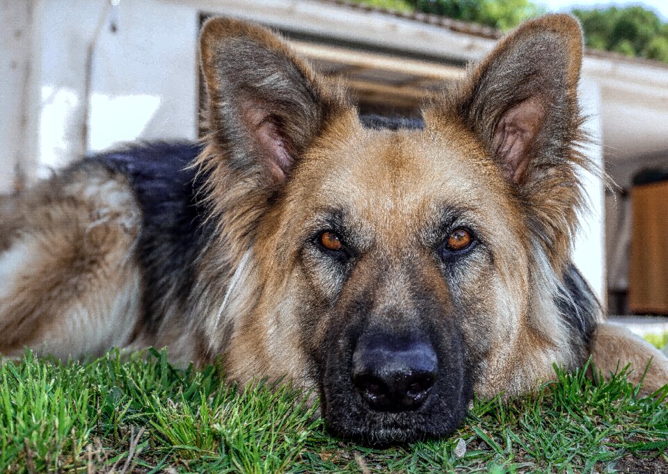 Dog wolf german shepherd dog adult dog