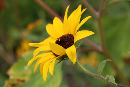 California bay area sunflower