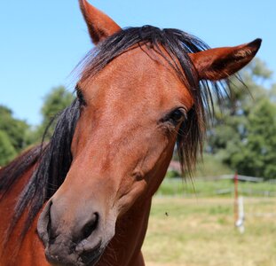Brown dun mare