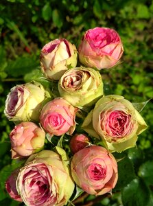 Bloom flower nature