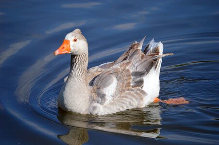 Nature bird swim photo