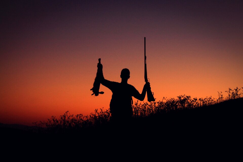 The weapon of sniper hunting rabbit