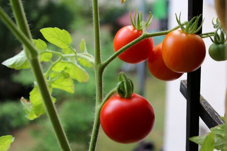 Vegetables healthy fresh photo