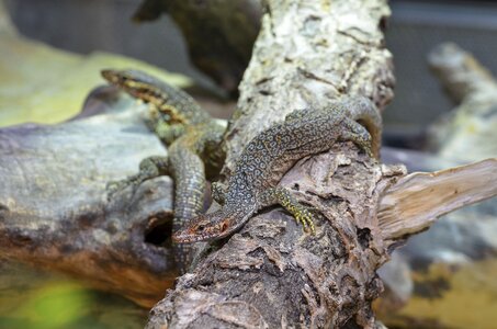 Lizard scaly zoo
