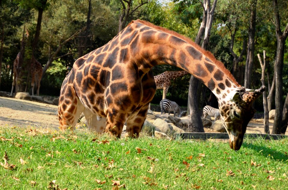 Wild giraffe nature