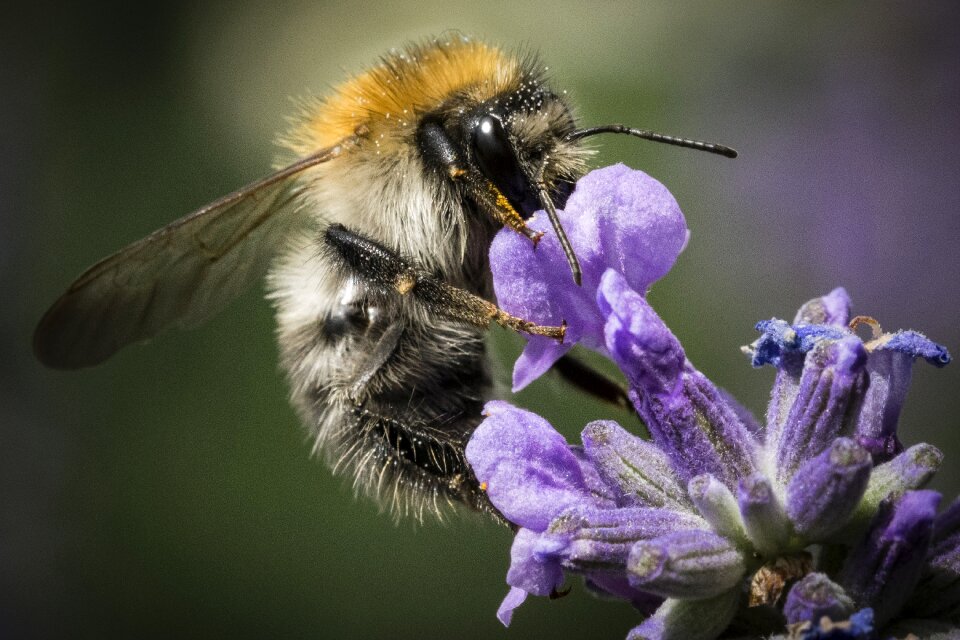 Pollination flower animal