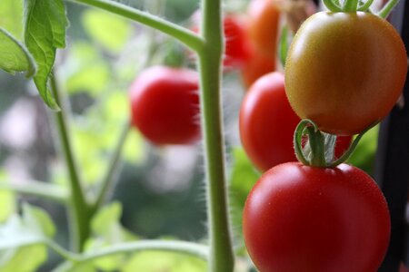 Vegetables healthy fresh photo