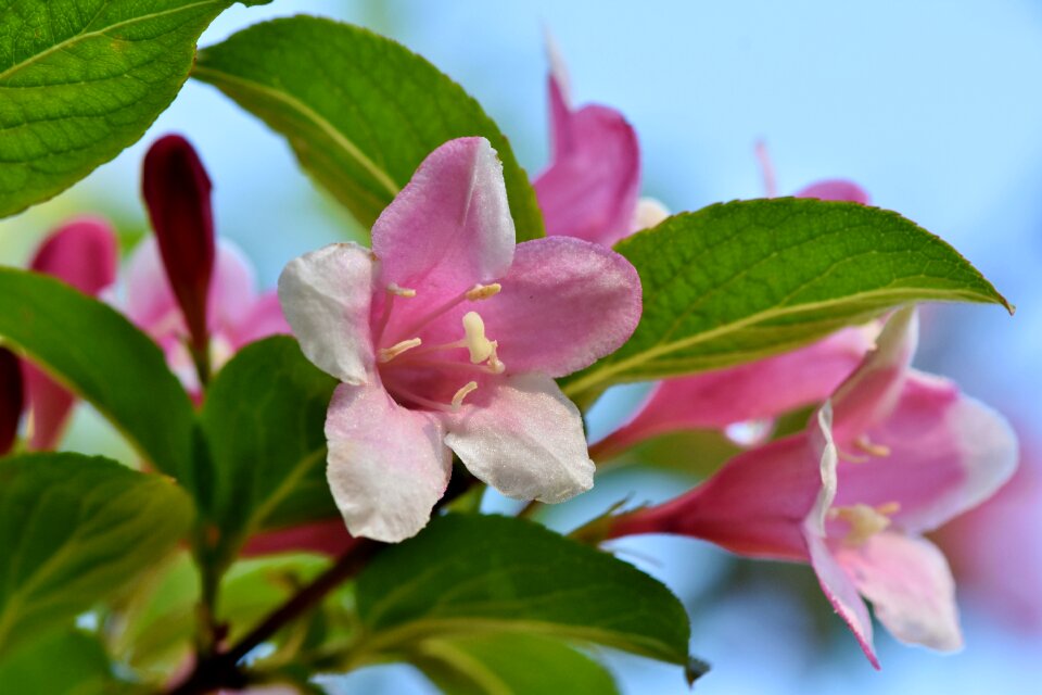 Ornamental shrub spring flowers