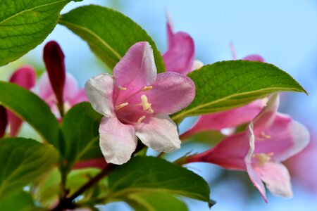 Ornamental shrub spring flowers photo