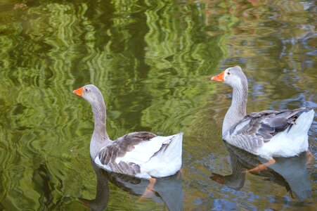 Nature bird swim
