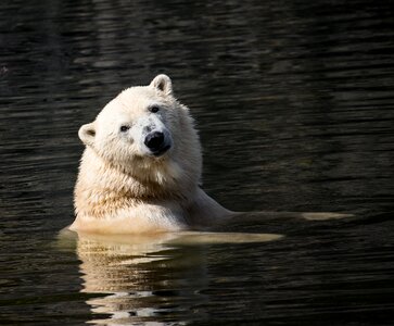 Animal animal world bear