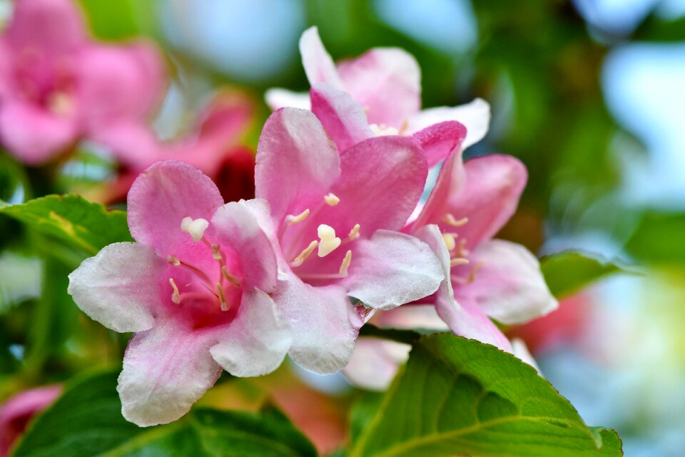 Ornamental shrub spring flowers
