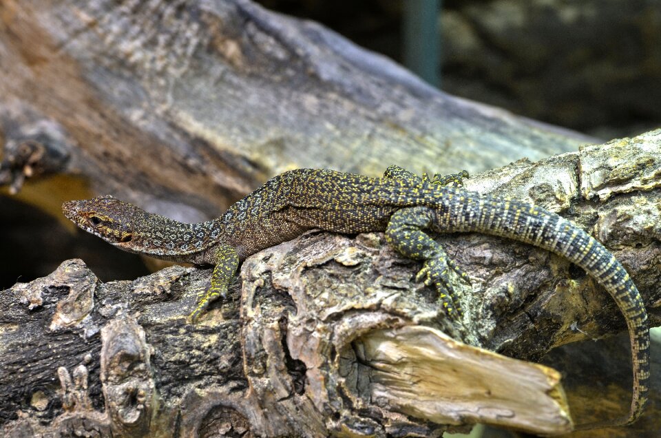 Lizard animal scaly