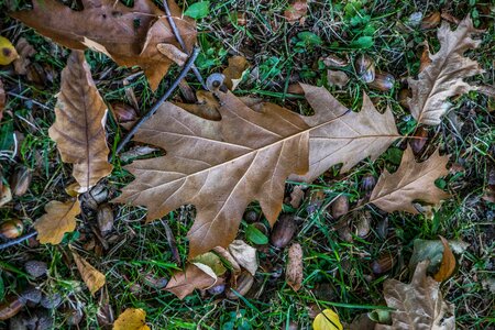 Nature outdoor trees