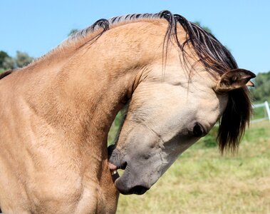 Brown dun mare