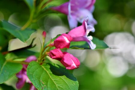 Ornamental shrub spring flowers photo