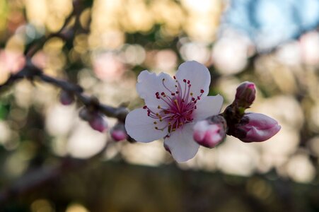 Bloom plant blossom