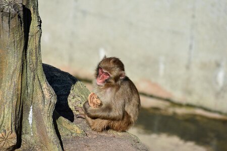 Baby japanese macaque eating leaves wild animal emotions photo