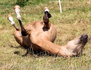 Brown dun mare