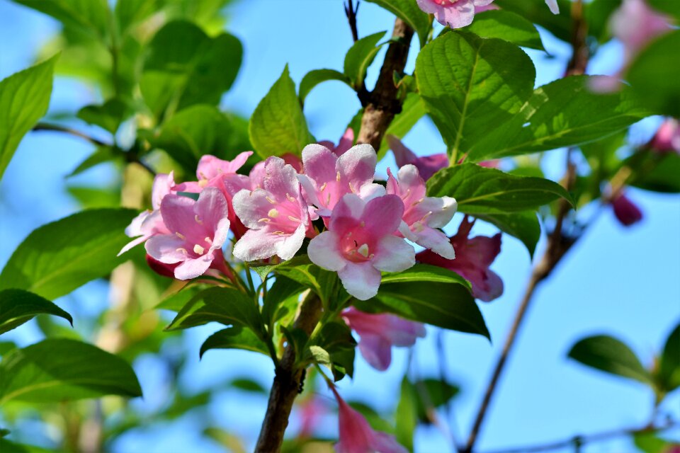 Ornamental shrub spring flowers