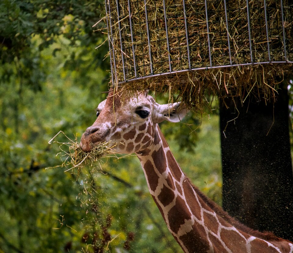 Animal world large eat