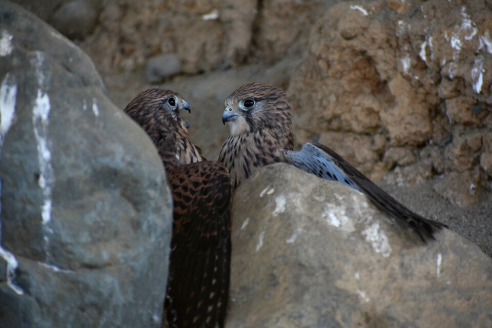 Raptor falconidae kestrel