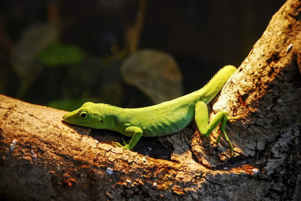 Reptile tropical creature