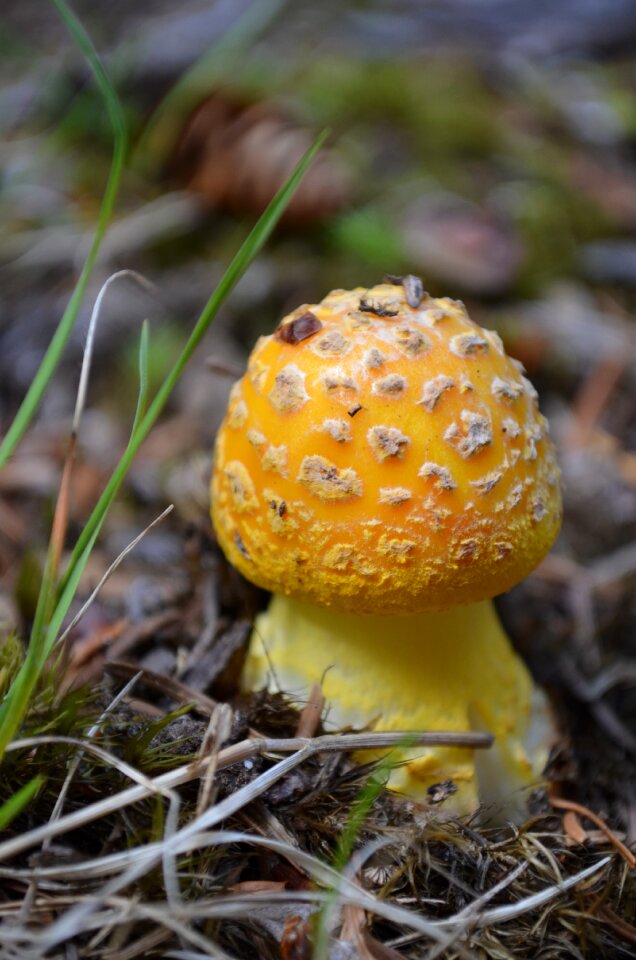 Toadstool yellow mushroom orange cap