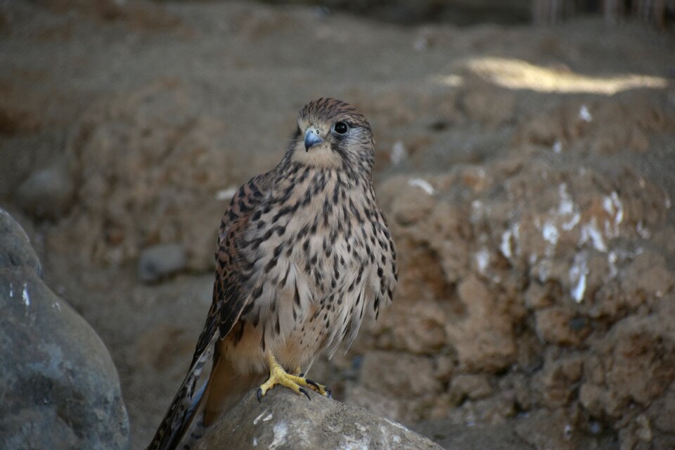 Raptor falconidae kestrel