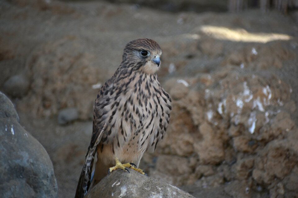 Raptor falconidae kestrel