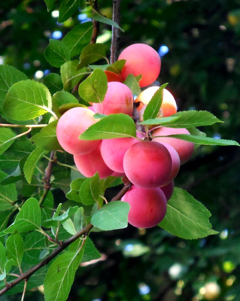 Sweet mature summer
