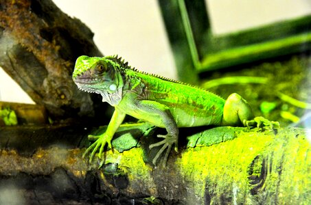 Reptiles lizard nature