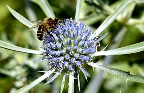 Insect bee green bee