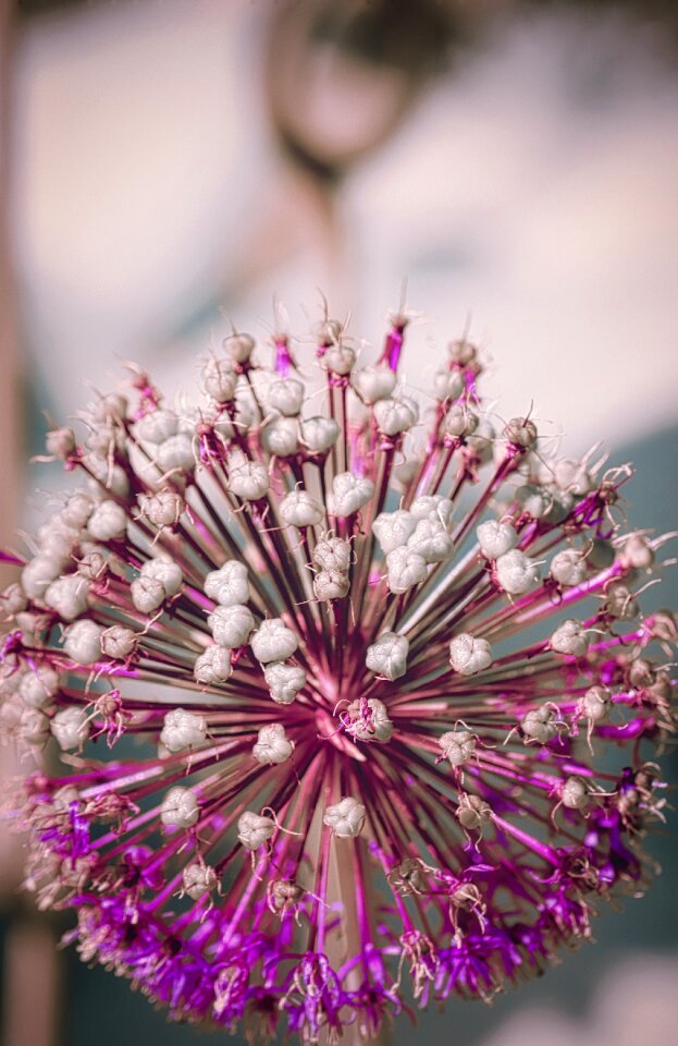 Pink close up beauty photo