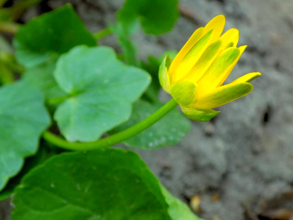 Plant sheet flower