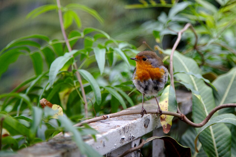 Nature plumage animal