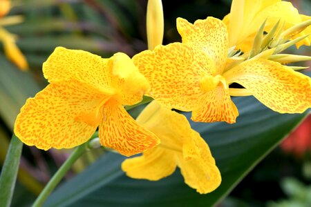 Tropical orchid yellow photo