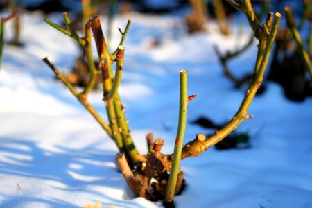 Nature wintry roses photo